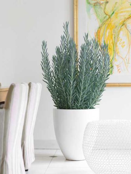 Senecio 'Skyscraper' (Sunset Western Garden Collection)