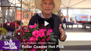 Allan Armitage’s Favorite CAST 2019 Pick From Dümmen Orange