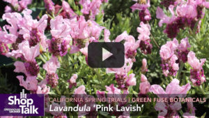 Noteworthy CAST 2019 Intros From Green Fuse Botanicals, Suntory Flowers, and ABZ Seeds [VIDEO]