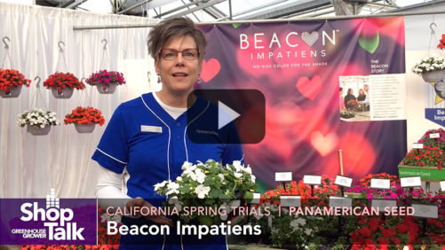 Beacon Impatiens Rundown Live From California Trials 2019