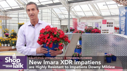 The 411 on Imara XDR Impatiens Live From CAST 2019 [Video]