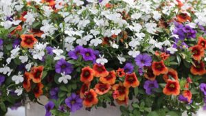 Mix-and-Match Combos and Mixes From Spring Trials 2019