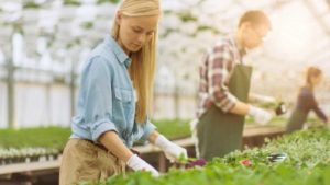 5 Labor Management Tips to Maximize Your Greenhouse Profitability