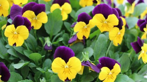 A Look Back at What Stood Out at Plant Trials in 2019