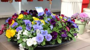 15 New Cool-Weather Annuals From Spring Trials 2019