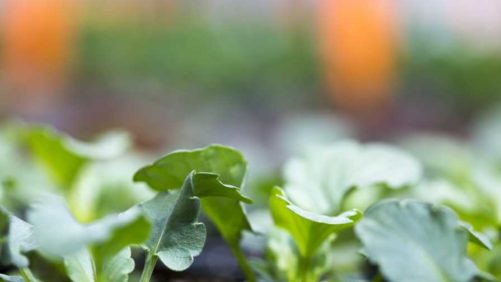 Who Owns the Data Generated From Smart Farming?