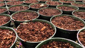 12 New Plant Industry Research Projects to Know About