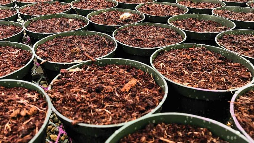 Image showcasing How Air and Water Affect Propagation Substrates in Unrooted Plant ...