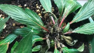 Cool Temps Bring Higher Risk of Cyclamen Mites