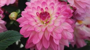 Dahlia ‘Sincerity’ (Syngenta Flowers)
