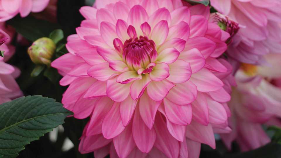 Dahlia ‘Sincerity’ (Syngenta Flowers)
