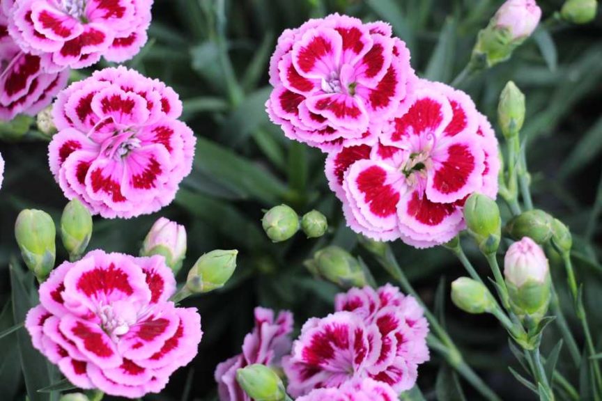 16 New Shrubs and Flowering Perennials For Your 2020 Crop Mix ...