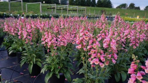 Presenting the Editor’s Choice Best New Plant Variety Finalists for 2019