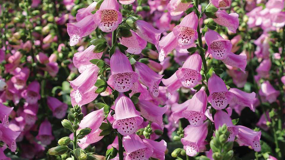 Digitalis ‘Pink Panther’ (American Takii)