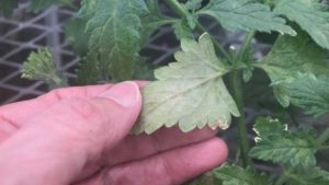 Methods to Mind Mildew Matters in the Greenhouse