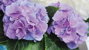 Kanmara Hydrangeas (Ball Ingenuity)