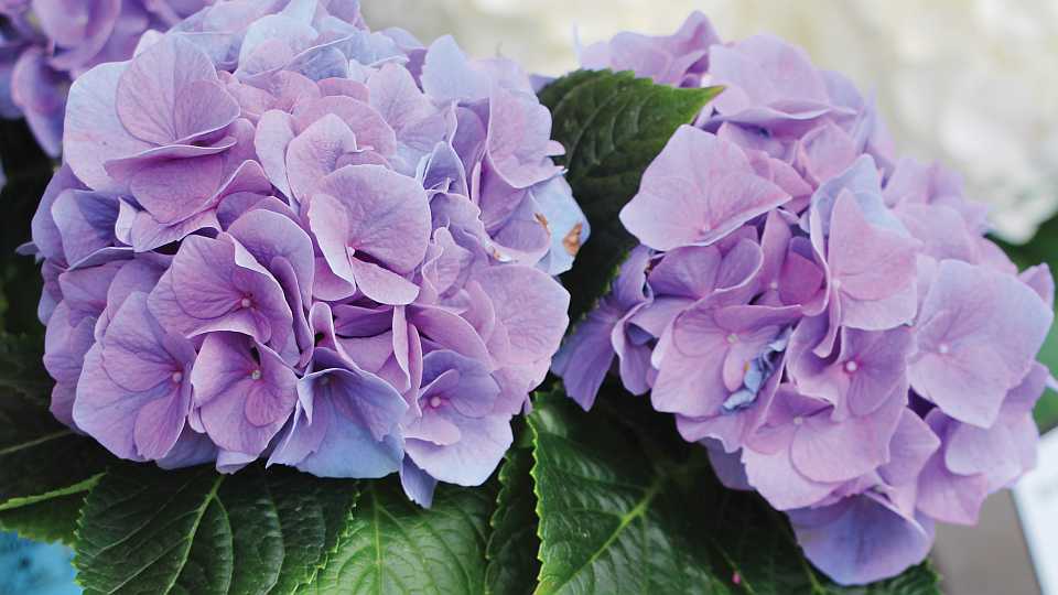 Kanmara Hydrangeas (Ball Ingenuity)