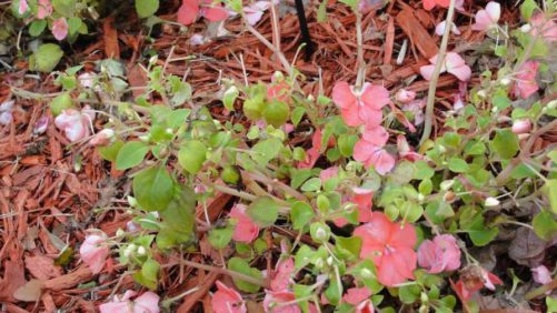An Update on Impatiens Downy Mildew