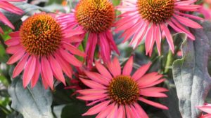 16 New Shrubs and Flowering Perennials For Your 2020 Crop Mix