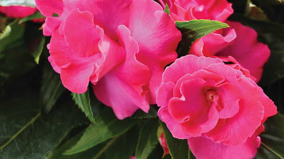 New Guinea Impatiens ‘Roller Coaster Hot Pink’ (Dümmen Orange)