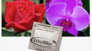 New Ethylene Action Inhibitor Now Available to Greenhouse Growers