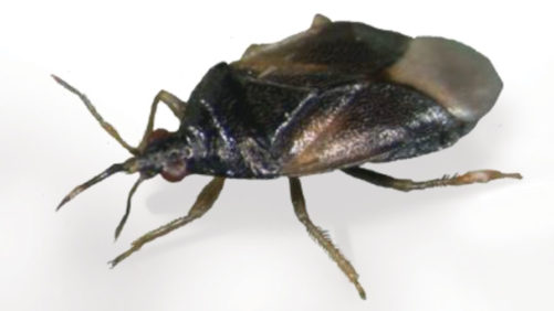 Details on a Potential New Pest of Orius laevigatus