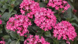 Pentas Sunstar Series (Proven Winners)