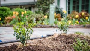 How One Historical Greenspace is Responding to Boxwood Blight