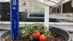 Astronauts Might Soon Grow Space Tomatoes