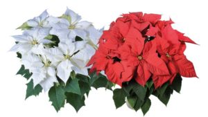 Ball Horticultural, Syngenta Flowers Forge Separate International Distribution Partnerships