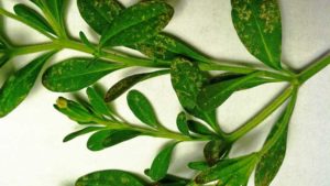 Tips to Whip Thrips in the Greenhouse