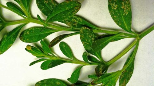 Why Summertime Can Bring Out the Worst in Greenhouse Pests