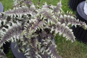 Athyrium 'Crested Surf' (Proven Winners)