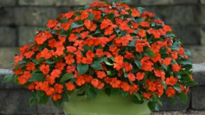 How Growers Gain Ground with Disease-Resistant Plants