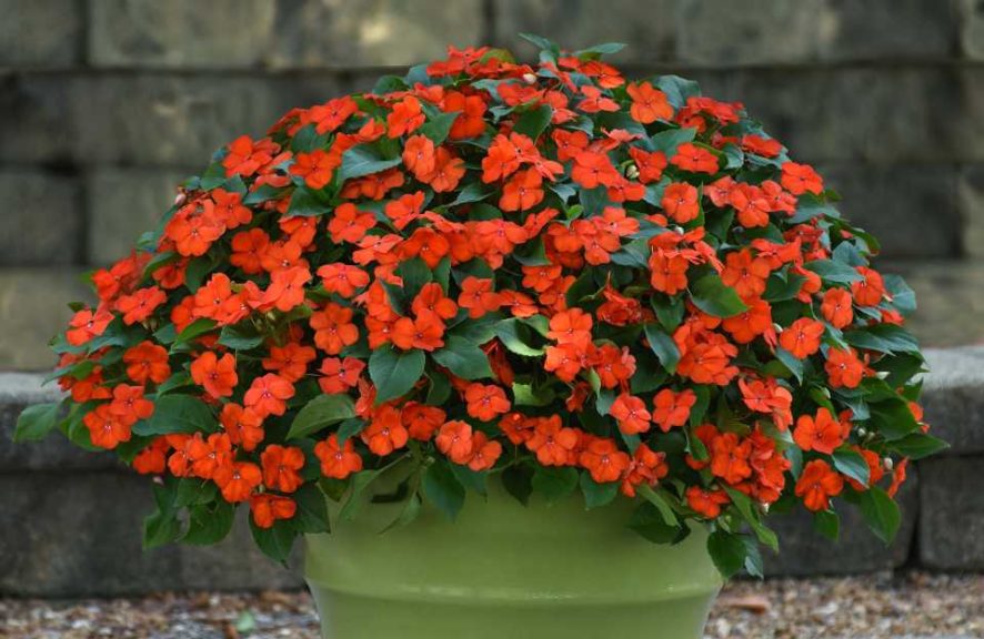 Beacon Impatiens (PanAmerican Seed)