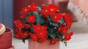 Beekenkamp Begonia Nabs Fleuroselect Award