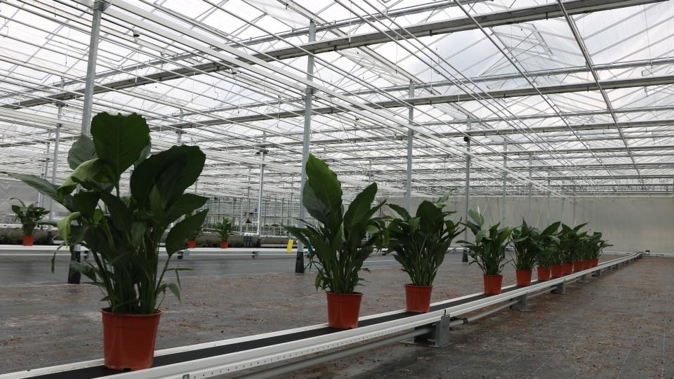 Best Plant's Spathiphyllum