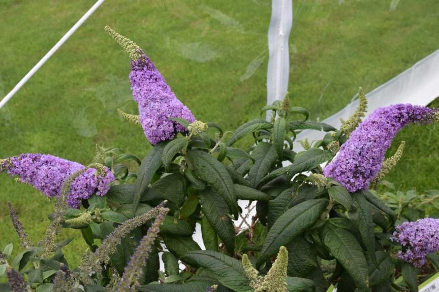 Buddleia 'Pugster Amethyst' (Proven Winners)