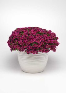 Calibrachoa ‘Cabaret Good Night Kiss’ (Ball FloraPlant)