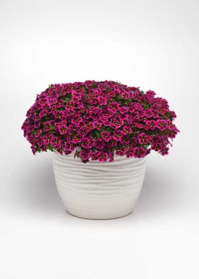 Calibrachoa ‘Cabaret Good Night Kiss’ (Ball FloraPlant)