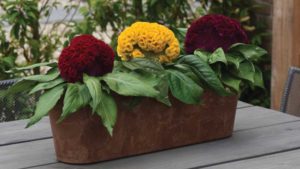 PanAmerican Seed Expands Celosia Offerings