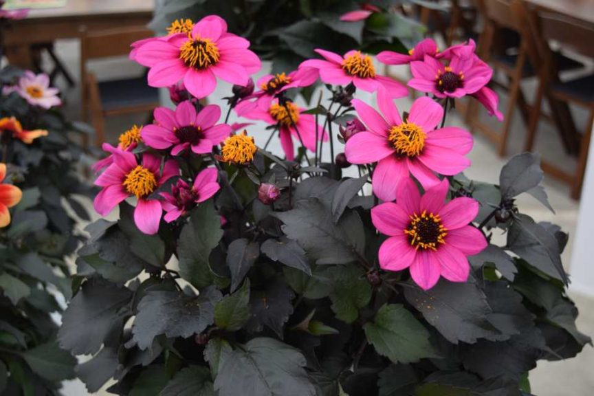 Dahlia 'Happy Days Purple' (Syngenta Flowers)