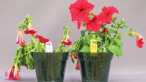 How Biostimulants Can Improve Quality in Ornamentals