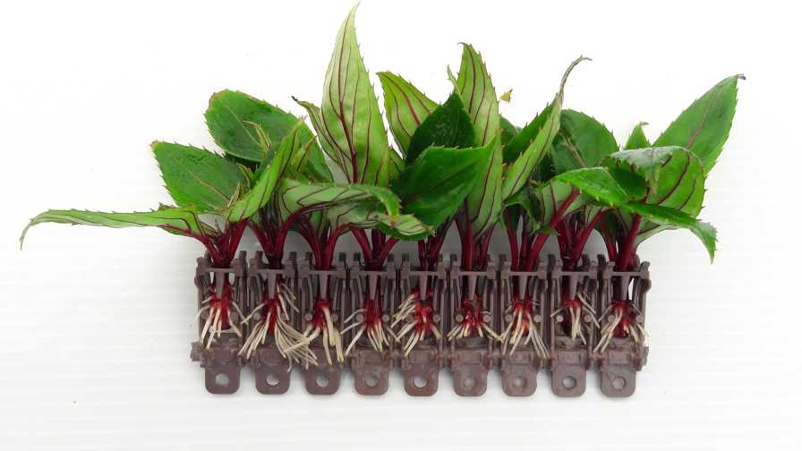 Dümmen Orange Basewell System