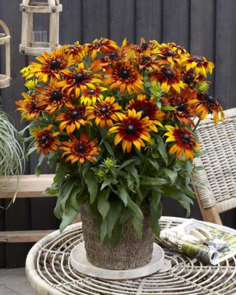 Echibeckia ‘Summerina Blazing Fire’ (Pacific Plug & Liner)