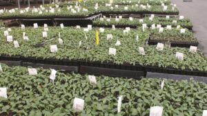 What Are Your Worst Plant Pest Problems? Researchers Want to Know