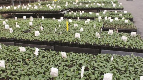 Questions About Rotating Insecticides? One Floral Expert Has Answers