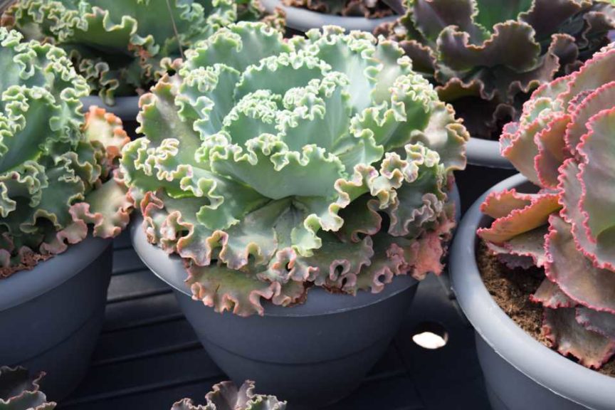 Echveria Coral reef series (Green Fuse Botanicals)