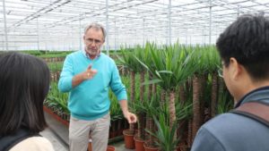 Forever Plants Yucca Plants 