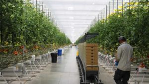 Mucci Farms Focuses on Production, Processes, and Expansion